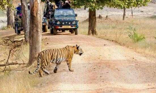 Golden Triangle with Ranthambore